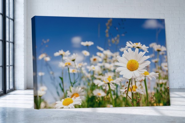 Jarní plátno s potiskem Daisy Field - na stěně v interiéru