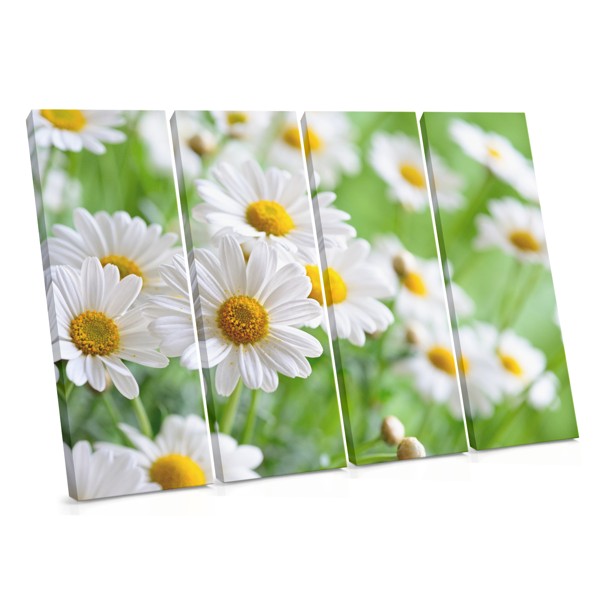 Witte Madeliefje op Zacht Groen Canvasprint