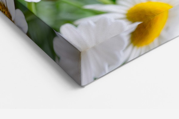 Vit tusensköna på mjuk grön canvas - på väggen i ett rum