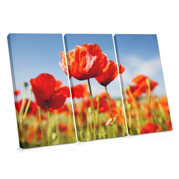 Rote Mohnblüten Leinwanddruck