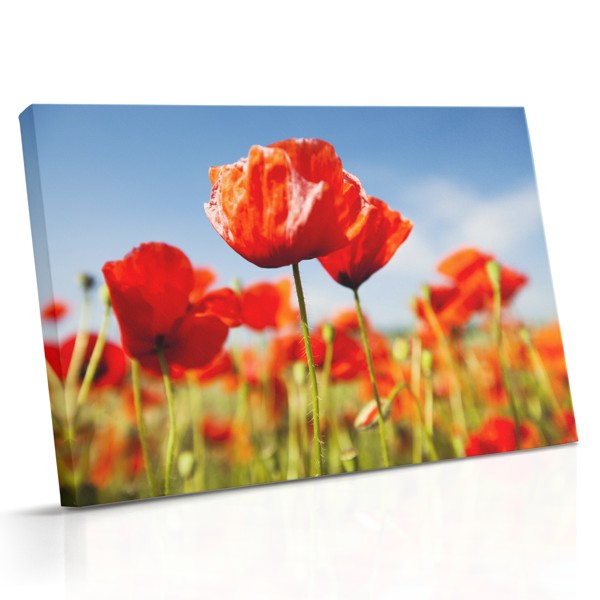 Stampa su Tela Papaveri Rossi in Fiore
