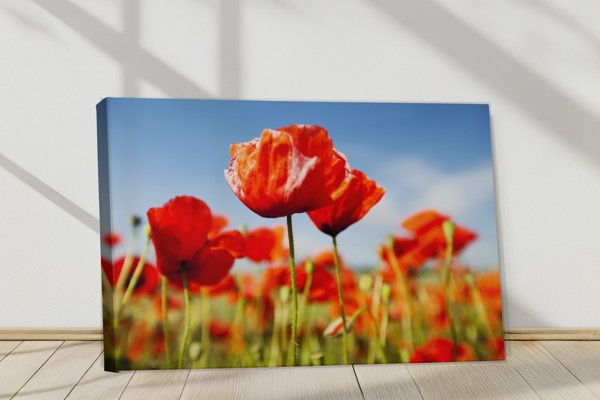 Coquelicots Rouges en Fleur - Toile Imprimée - au mur dans un intérieur
