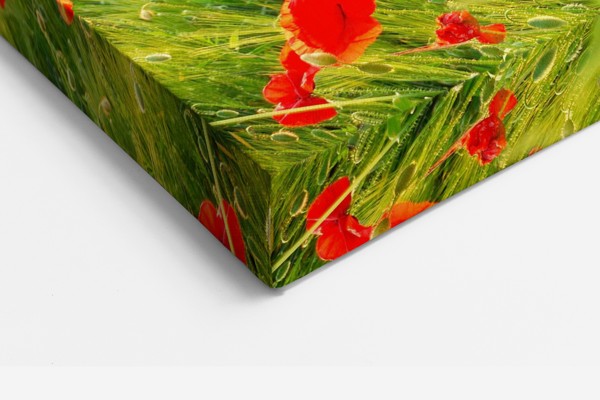 Rød ValmuemarkCanvas Print - på væggen i et interiør
