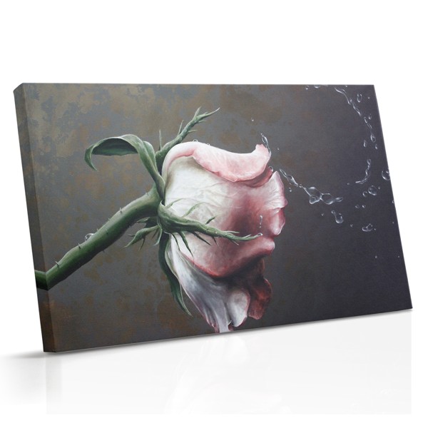 Zachte roze roos op donkere achtergrond canvas print