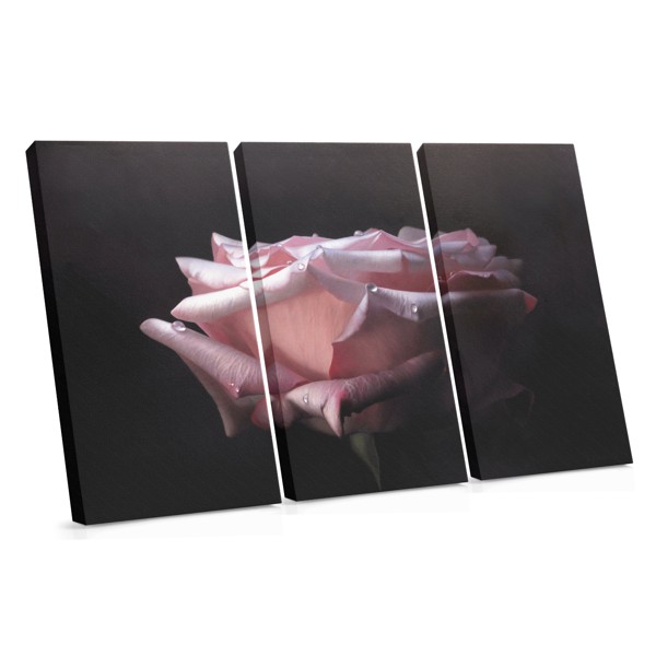 Soft Pink Rose Close-Up Canvas Print