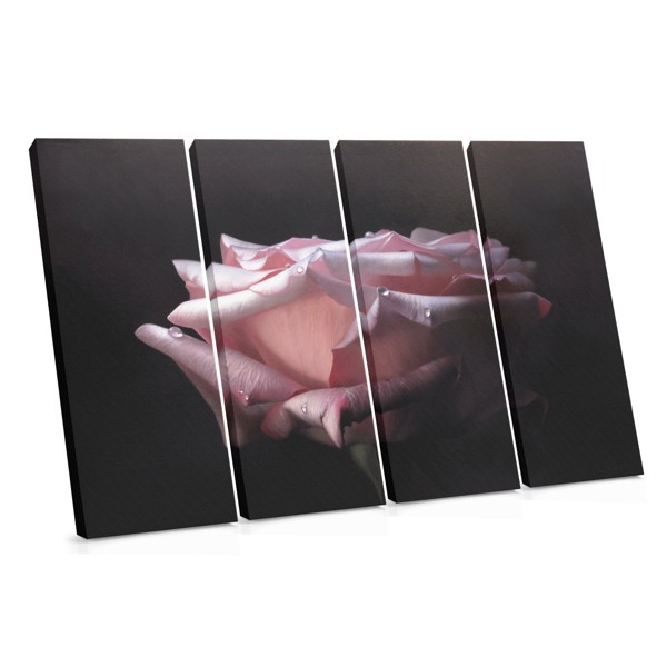 Soft Pink Rose Close-Up Canvas Print