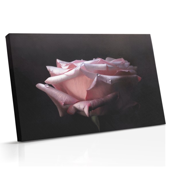 Zacht roze roos close-up canvasprint